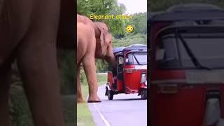 Elephant attack attack elephant india highway [upl. by Abramo]