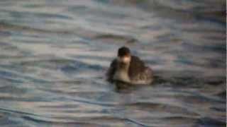 Black necked Grebe Pitsford Res 29th September 2012 [upl. by Enicar331]