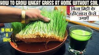 बिना मिट्टी के व्हीटग्रास कैसे उगाएँ। how to Grow wheatgrass at home गेहूं के ज्वारे FULL UPDATES [upl. by Leuqcar]