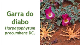 GARRA DO DIABO Harpagophytum procumbens [upl. by Nimrac408]