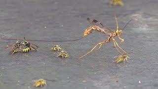 Giant Ichneumon Wasp Drinking Honeydew amp Fighting Yellowjackets [upl. by Armilla]