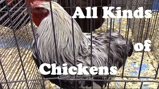 Lots of Different Chicken Breeds From Ameraucana to Wyandotte [upl. by Landre]