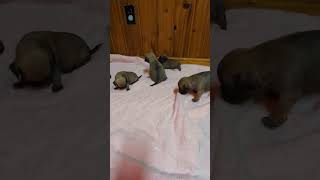 playful snuggle puggle puppies [upl. by Hoye]