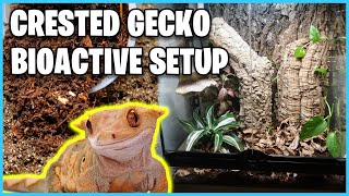 How To Setup a Bioactive Tank for a Crested Gecko [upl. by Milzie706]