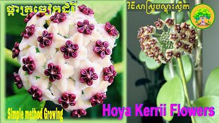 Not so good this way Rooting Hoya kerrii leavs  វិធីនេះ មិនសូវល្អទេ [upl. by Trebornhoj]