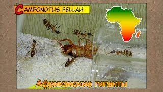 Африканские гиганты ● Camponotus fellah [upl. by Ereynihc]