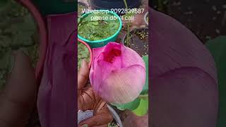 New varieties floweredlotus garden flower plants lotusgarden trending viralvideo shorts [upl. by Weisman761]