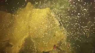 Annual Coral Spawning Witnessed at Anse Chastanet [upl. by Elamrej]