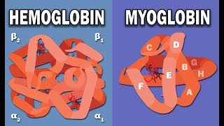 HEMOGLOBIN AND MYOGLOBIN BIOCHEMISTRY [upl. by Gorey]