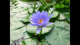 Lotus çiçeği saksıya dikimi ve bakımı  Planting and care of Lotus flower in pot [upl. by Norga]