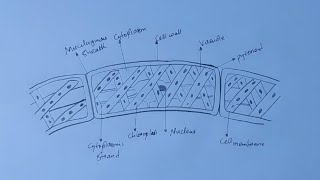 How To Draw Diagram of a Spirogyra [upl. by Litta723]