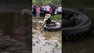 The dog is trying to fight the giant python but people just stand there taking pictures [upl. by Maren]