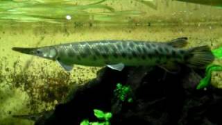 Big spotted gar  Knochenhecht  Aquazoo 548 [upl. by Kenti739]