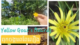 quotYellow Goats Beard greensquot add to todays salad 🥗 quotពុកចង្ការពពែលឿងquot បន្ថែមទៅសាឡាត់ថ្ងៃនេះ [upl. by Brion167]