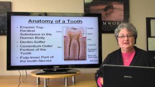 Basic Dental Terminology [upl. by Townsend]