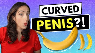 Do Normal Penises Have A Curve A Urologist Explains [upl. by Eelime154]