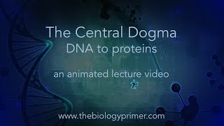 The Central Dogma DNA to proteins an animated lecture video [upl. by Inna]