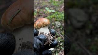 boletus funghi pilze mushroom grzyby гриби bushcraft outdoor грибы survival diy бушкрафт [upl. by Emya641]