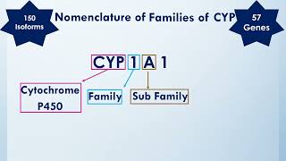 Metabolism of Xenobiotics  2nd Year MBBS  Lecture 02 [upl. by Myrta]