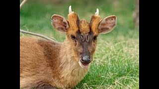 MUNTJAC  BARKING DEER  KAKAR MYSORE ZOO MYSORE TOURISM [upl. by Ettevahs]