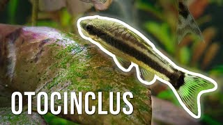 Otocinclus Catfish – Best AlgaeEating Nano Fish [upl. by Langbehn]