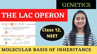 The Lac Operon  Class 12 Genetics  Molecular Basis of Inheritance [upl. by Nasar]