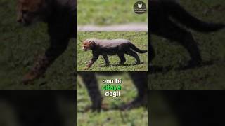 Aslanlar Çita Yavrularından Neden Korkar 🐆😱🦁 [upl. by Naimad950]