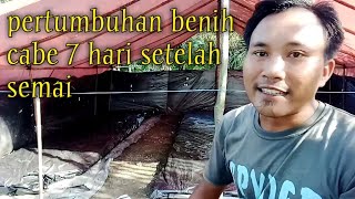 13 Update Pertumbuhan Benih Cabe 7 Hari Setelah Semai Petani Cabe [upl. by Enitsej781]