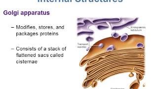 BI280 Chapter 5 A Survey of Eukaryotic Cells and Microorganisms  Part 1 of 3 [upl. by Newbill962]