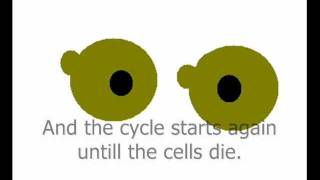 Yeast cell reproducing animation [upl. by Ysor]