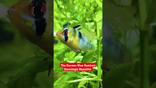 Beautiful German Blue Ramirezi Set In Fishtank trendingshorts viralpost fishkeeping trending [upl. by Flore132]