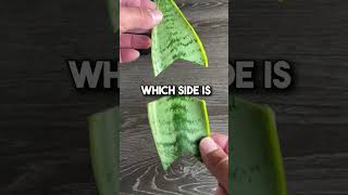 How To Propagate a Sanseveria “Snake Plant” [upl. by Schaab]