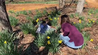 Gladewater daffodil garden prepares for full blooming season adds few new guidelines [upl. by Jahdiel834]