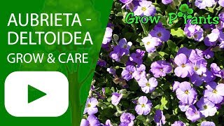 Aubrieta deltoidea  grow amp care [upl. by Mak]