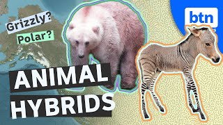 Can you crossbreed animals Hybrids Grolars and mixing species [upl. by Kceb970]