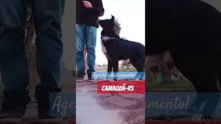 RBBR adestramento canino em CAMAQUÃRS Border Collie CHULA bordercollie adestrador [upl. by Llehctim987]