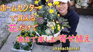 【冬の寄せ植え】ホームセンターにある花だけで🌼春まで楽しめる寄せ植え作り！Make a flower planter that you can enjoy until spring [upl. by Nakeber]