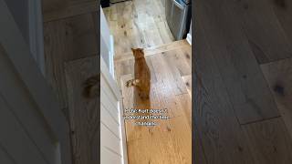 CATS DONT UNDERSTAND THE TIME CHANGING 😂 viral [upl. by Cykana]