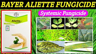 Aliette fungicideBayer fosetylaluminium80WPaliette fungicide price dose work resultCGKISANTV [upl. by Acsot]