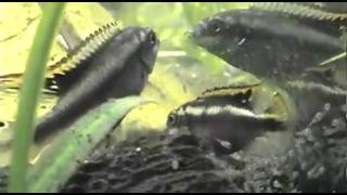 Kribensis Dwarf Cichlids [upl. by Nasia622]