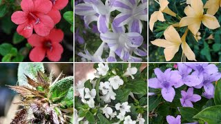 How to grow Barleria Cristataphilipine violetDecember flower 🤷 Amazing winter flowers plants [upl. by Shult658]