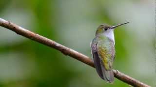 BIRDS AND WILDLIFE OF INKATERRA PERU [upl. by Odrautse]