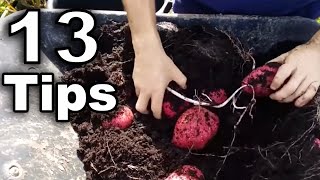 13 Tips to Growing Potatoes in Containers [upl. by Nannette300]