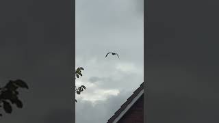 Juvenile Lesser Black Backed Gull Takes Off From Roof In Slow Mo birds avian nature [upl. by Yaner]