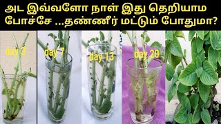 How to grow omavalli from cuttings in water tamilgrow plectranthus amboinicus from cuttings in wate [upl. by Shewchuk]