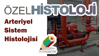 Özel Histoloji  Dolaşım Sistemi Histolojisi  Arteriyel Sistem Histolojisi [upl. by Melessa]