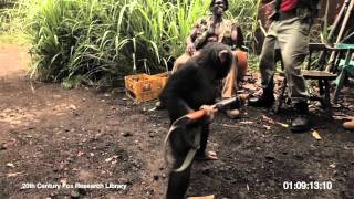 RISE OF THE PLANET OF THE APES  Viral Video Ape With AK47 [upl. by Fischer493]