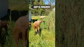 Using Sheep to Battle Invasive Phragmites organicweedcontrol michiganhomestead [upl. by Ynatsyd451]