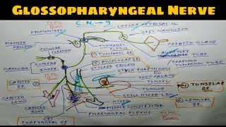 Glossopharyngeal Nerve  Part 3  Diagram  Chart  The Charsi of Medical Literature [upl. by Gretta248]