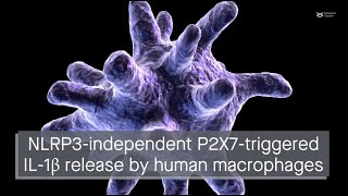 P2X7 activation can trigger IL1β release by human macrophages in an NLRP3independent manner [upl. by Ylhsa]